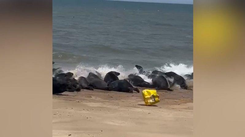Více než stovka tuleňů prchla před nákupní taškou